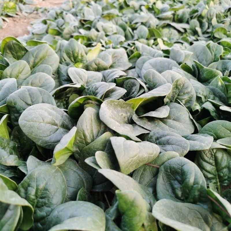 鼎菠菠菜种子中早熟秋冬季播种耐热耐寒优质菠菜种