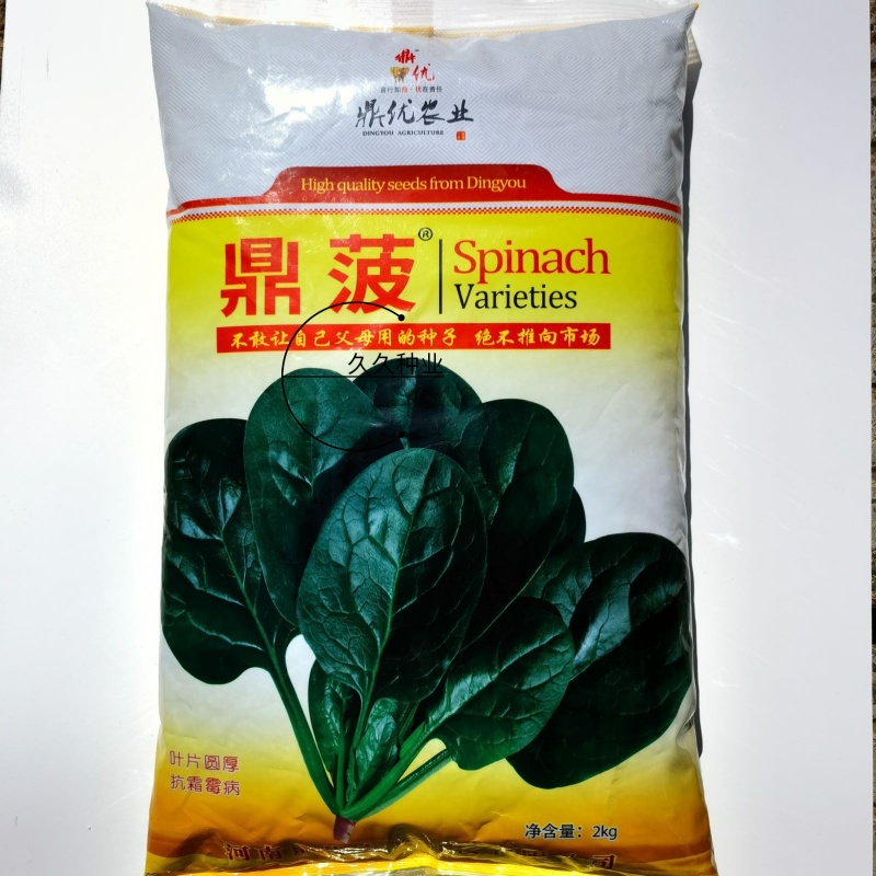 鼎菠菠菜种子中早熟秋冬季播种耐热耐寒优质菠菜种
