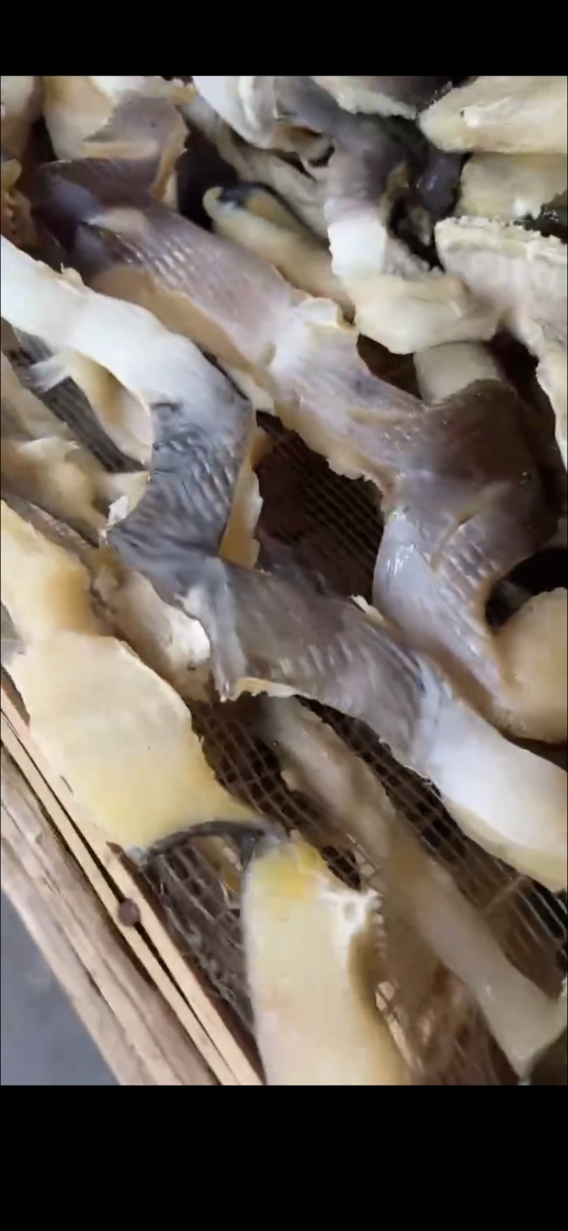 清江鱼条，又叫叉尾鱼条，摆地摊，展会