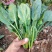 喜农优菠201F1菠菜种子杂交抗热新种子高产抗病性强夏播