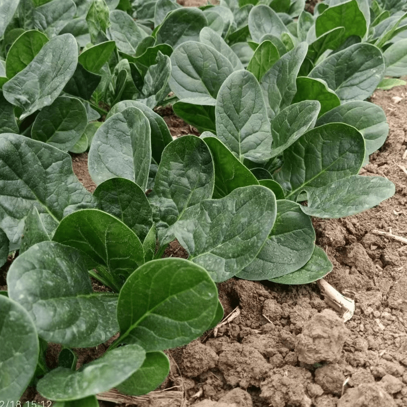 喜农优菠201F1菠菜种子杂交抗热新种子高产抗病性强夏播