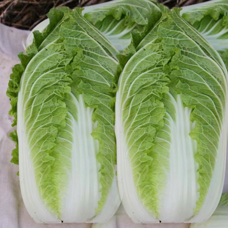 战神K5大白菜种子高抗病耐热耐寒早熟庭院阳台盆栽蔬菜种子