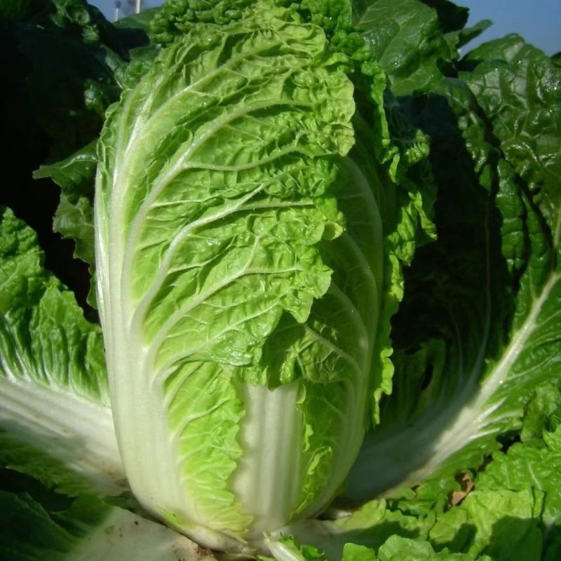 战神K5大白菜种子高抗病耐热耐寒早熟庭院阳台盆栽蔬菜种子