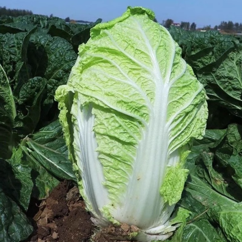 战神K5大白菜种子高抗病耐热耐寒早熟庭院阳台盆栽蔬菜种子