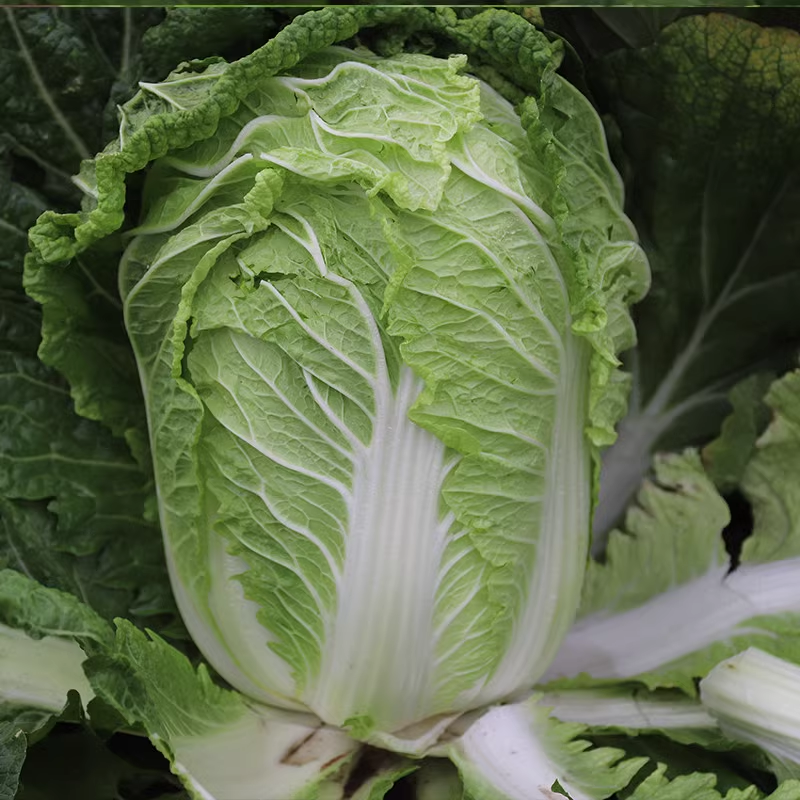 战神K5大白菜种子高抗病耐热耐寒早熟庭院阳台盆栽蔬菜种子