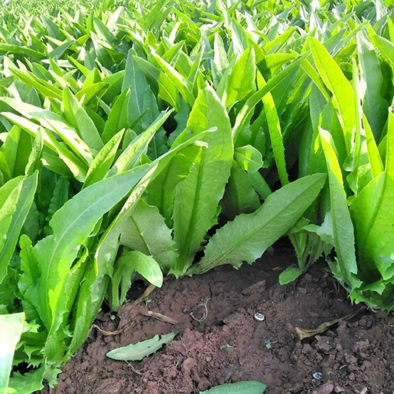 大禹大颗脆甜油麦菜种子高产抗病四季可播蔬菜种籽农家大田