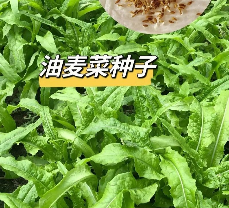 大禹大颗脆甜油麦菜种子高产抗病四季可播蔬菜种籽农家大田