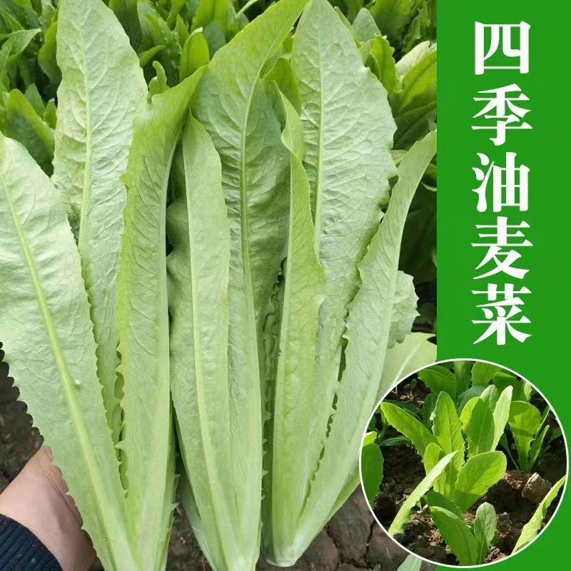 大禹大颗脆甜油麦菜种子高产抗病四季可播蔬菜种籽农家大田
