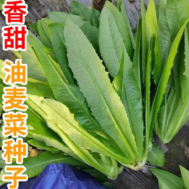 大禹大颗脆甜油麦菜种子高产抗病四季可播蔬菜种籽农家大田
