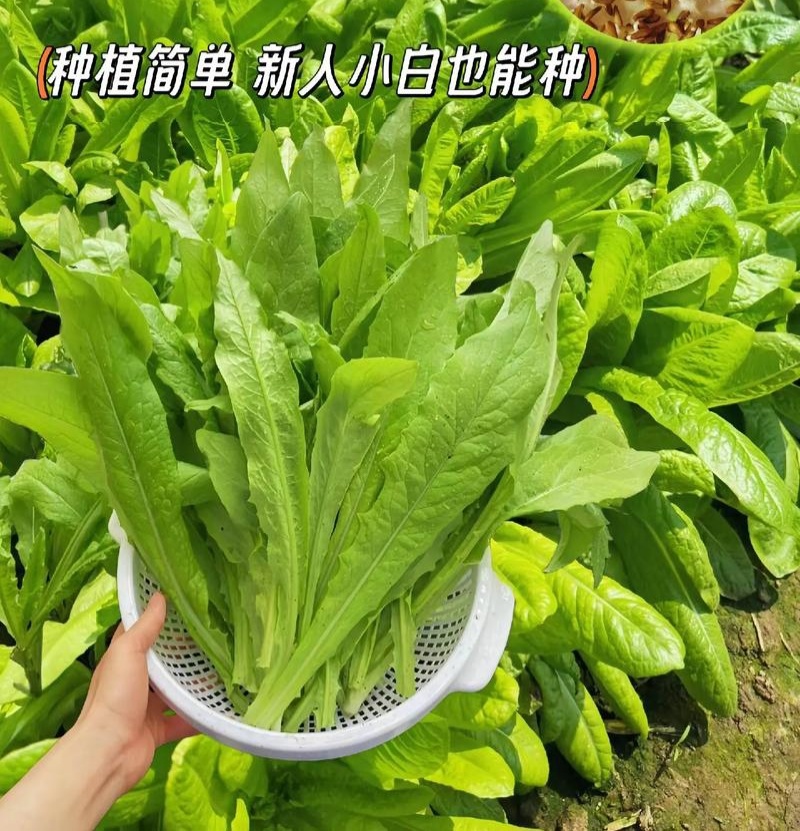 大禹大颗脆甜油麦菜种子高产抗病四季可播蔬菜种籽农家大田