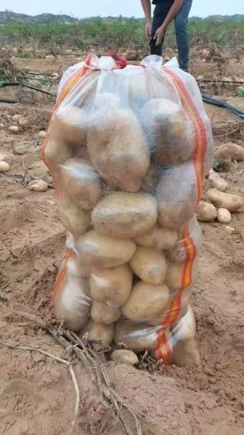 纯沙地土豆，黄心面土豆基地直发，量大从优，需要联系