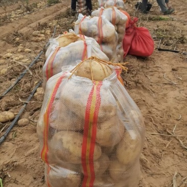 纯沙地土豆，黄心面土豆基地直发，量大从优，需要联系