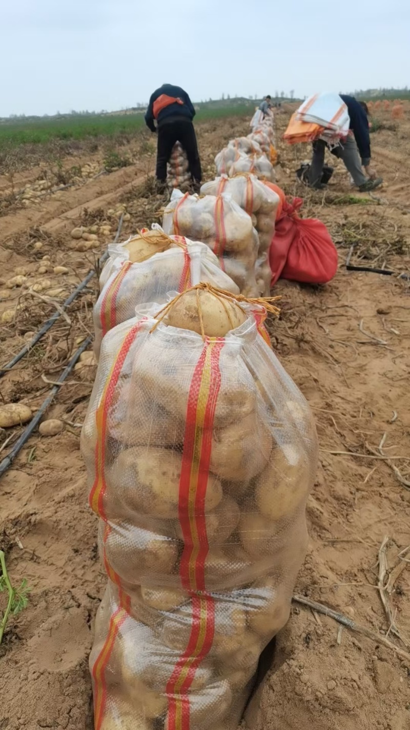 纯沙地土豆，黄心面土豆基地直发，量大从优，需要联系