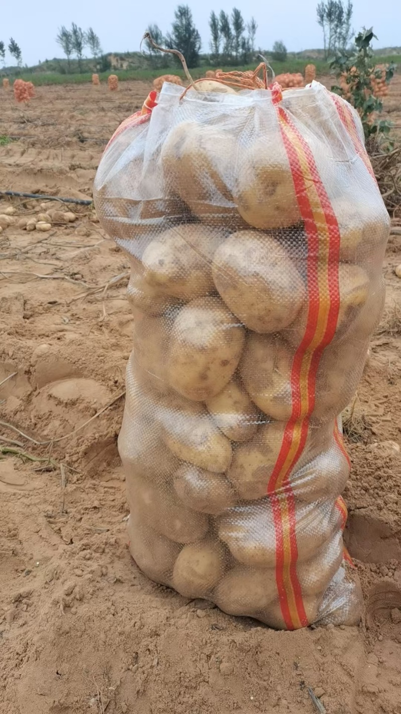 纯沙地土豆，黄心面土豆基地直发，量大从优，需要联系