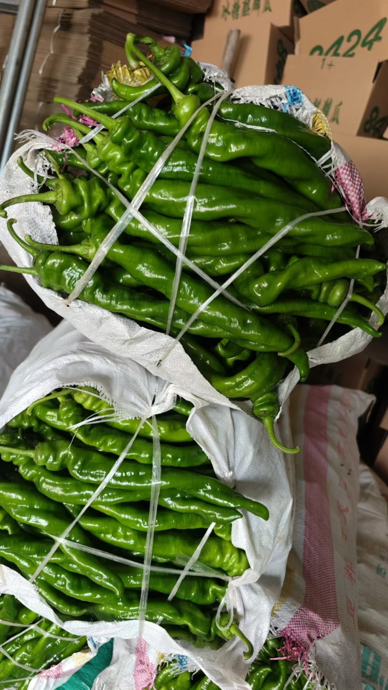 夏邑县大棚鲜辣椒301大量上市，万亩产地，代收代发全国