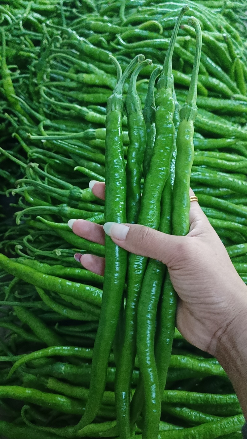 【推荐】线椒78号线椒辣椒二荆条线椒产地直发代发全国
