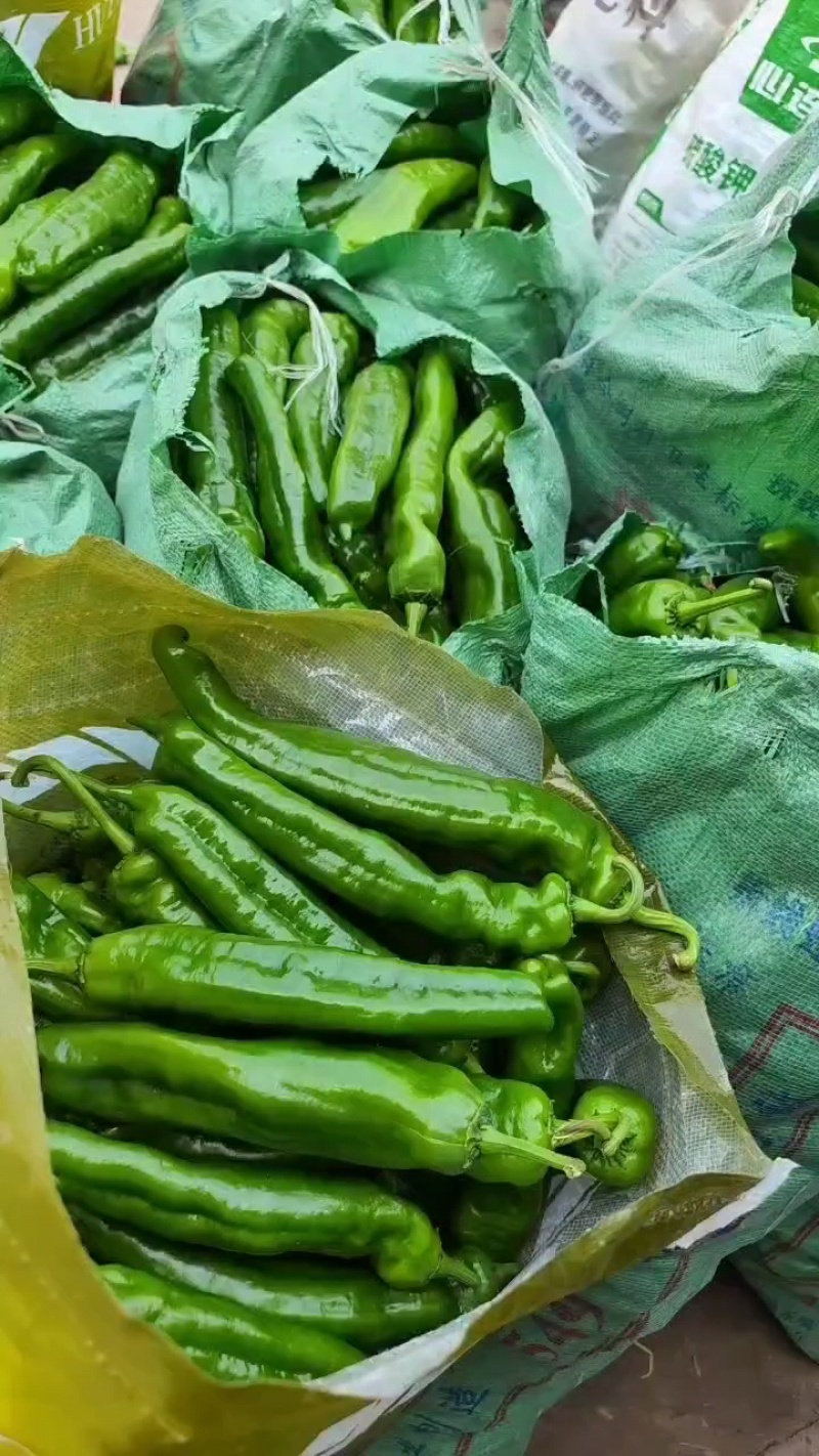 夏邑县大棚鲜辣椒301大量上市，万亩产地，代收代发全国