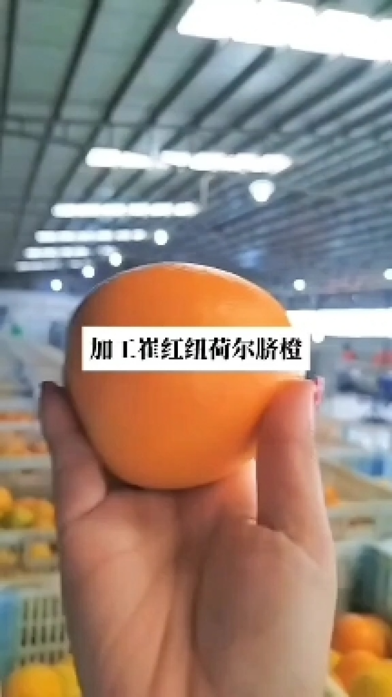 秭归纽荷尔元红长虹脐橙基地直供电商批发商超出口外贸诚