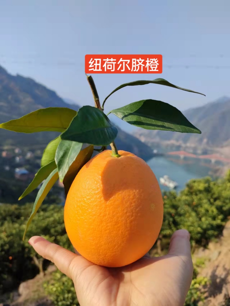 秭归纽荷尔元红长虹脐橙基地直供电商批发商超出口外贸诚