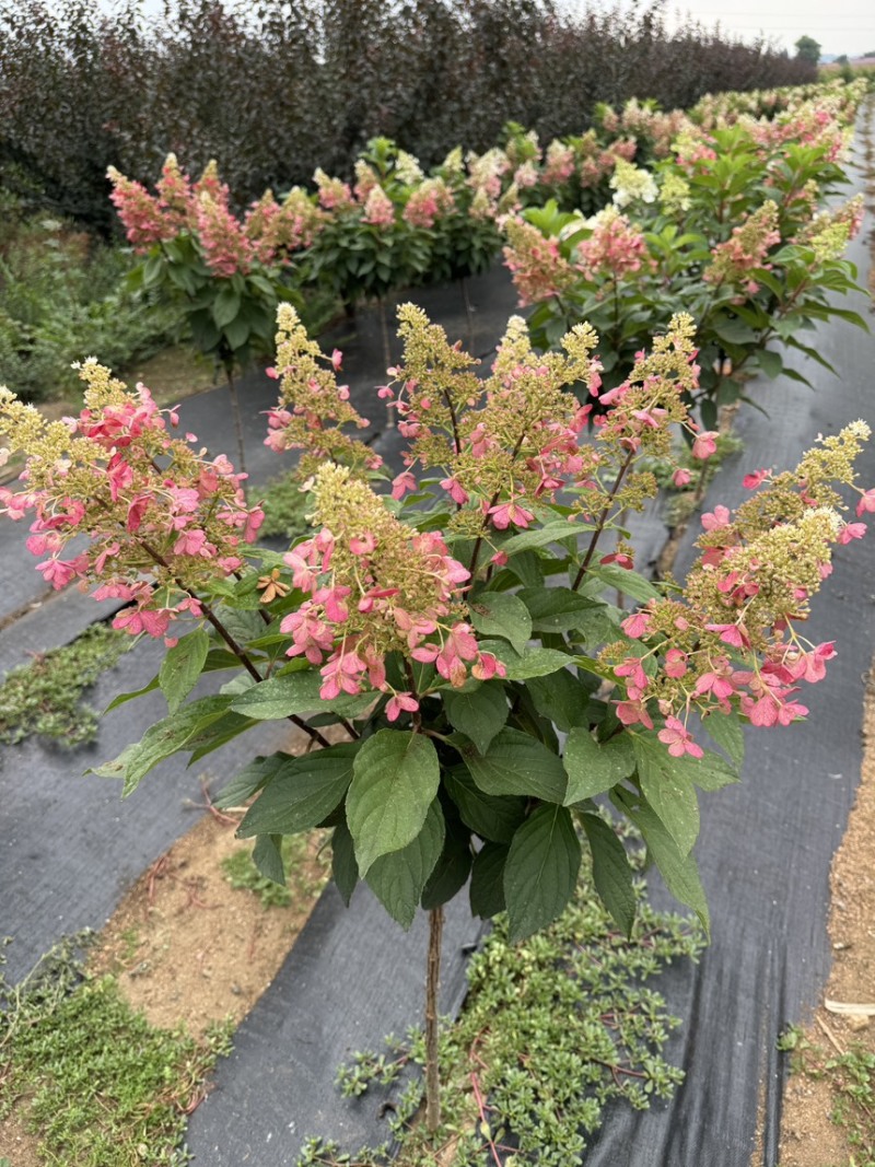 东北耐寒直立圆锥球花冠基地/大批零售