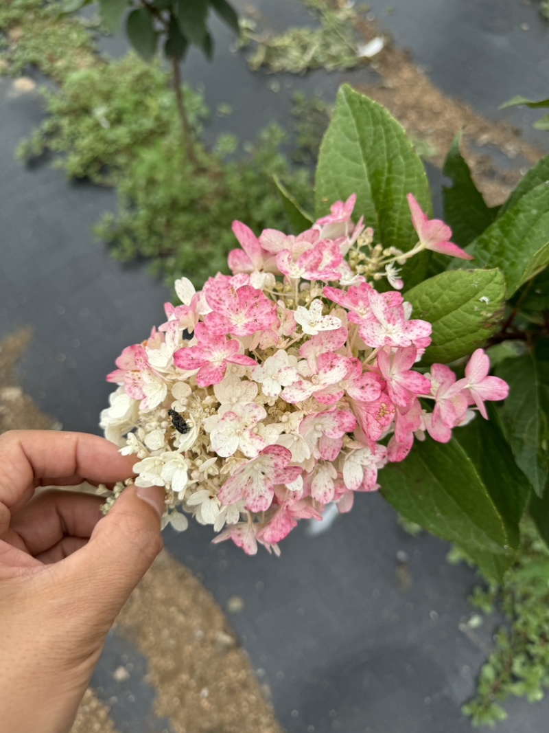 东北耐寒直立圆锥球花冠基地/大批零售