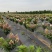东北耐寒直立圆锥球花冠基地/大批零售