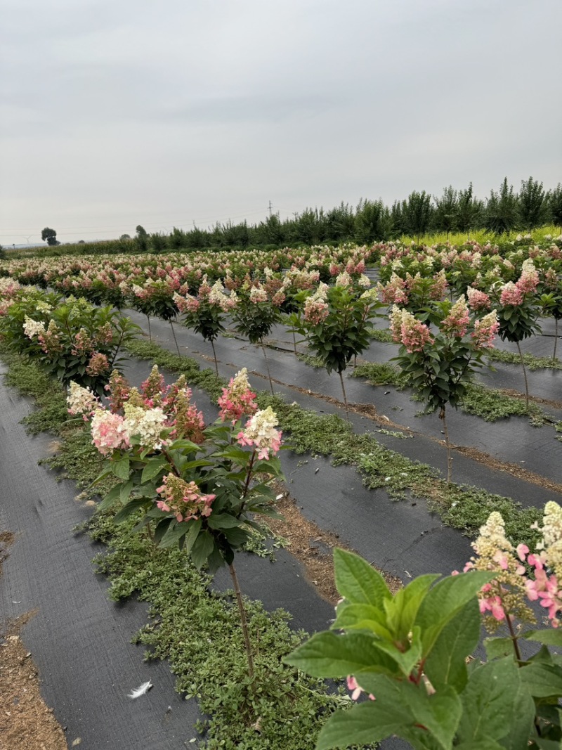 东北耐寒直立圆锥球花冠基地/大批零售