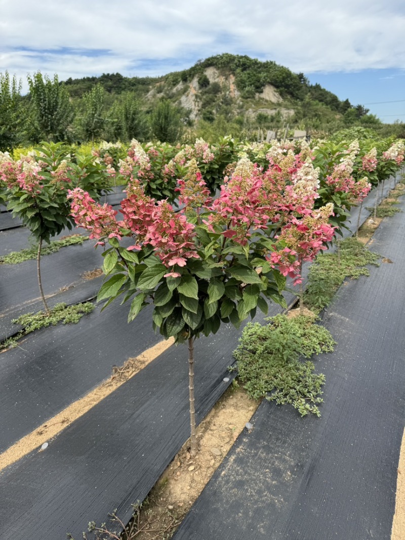 东北耐寒直立圆锥球花冠基地/大批零售
