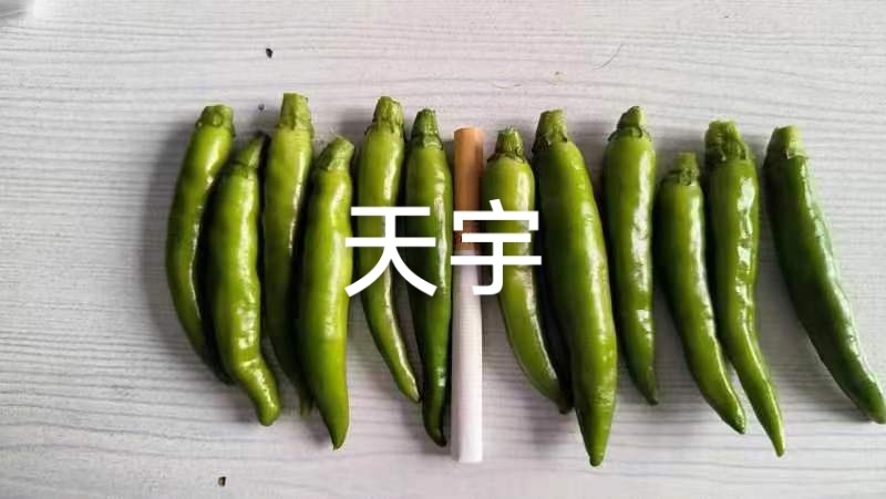 小青椒香辣可口，市场，电商，加工厂大量供应