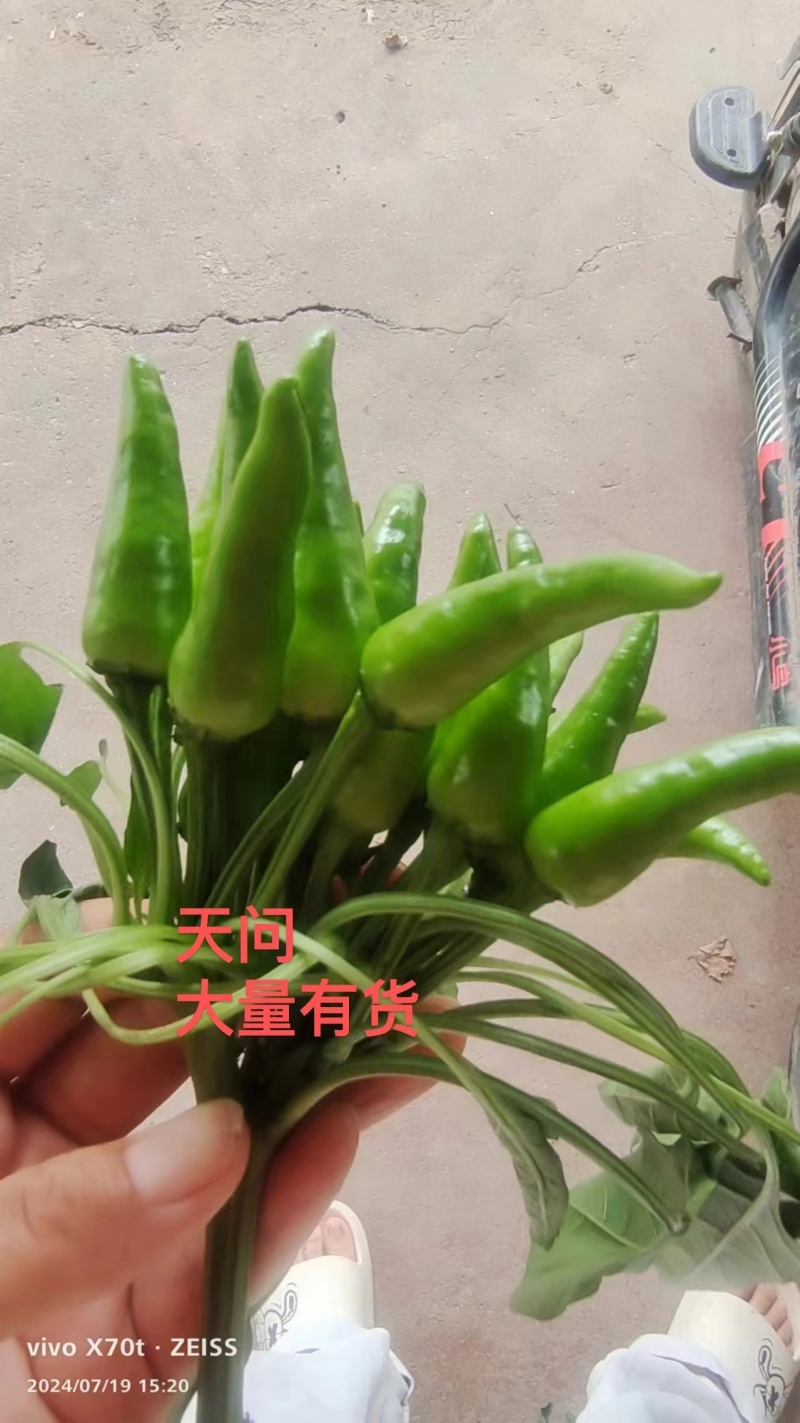 小青椒香辣可口，市场，电商，加工厂大量供应