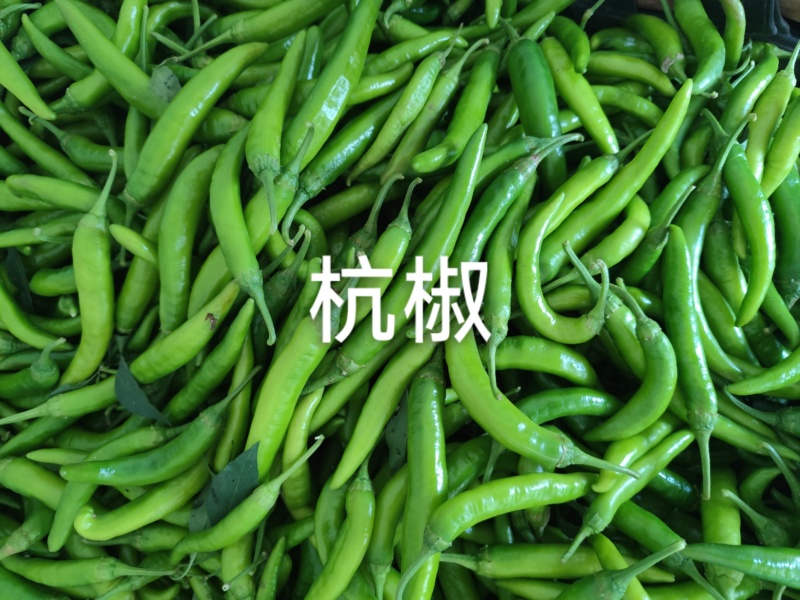 小青椒香辣可口，市场，电商，加工厂大量供应