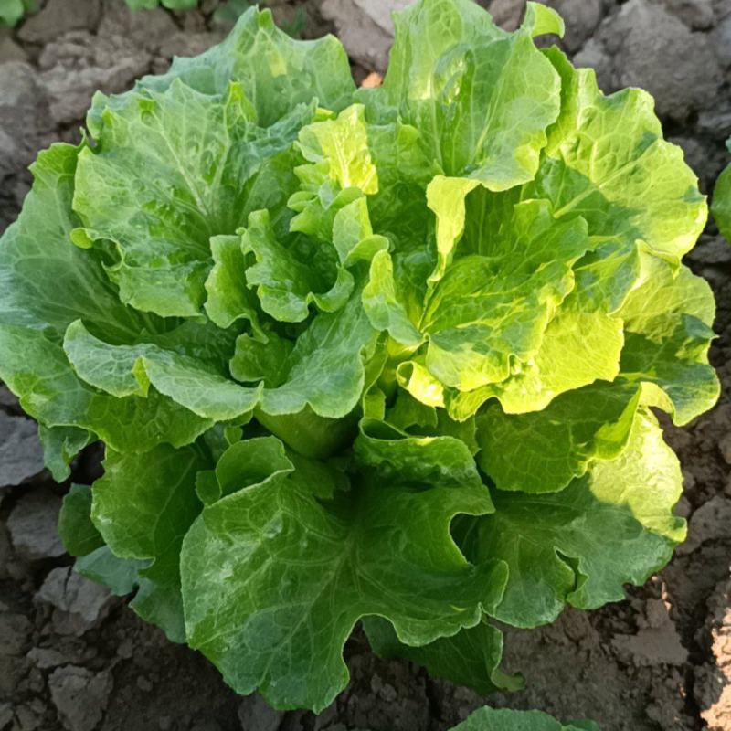 精品意大利生菜全国发货量大价优欢迎随时联系