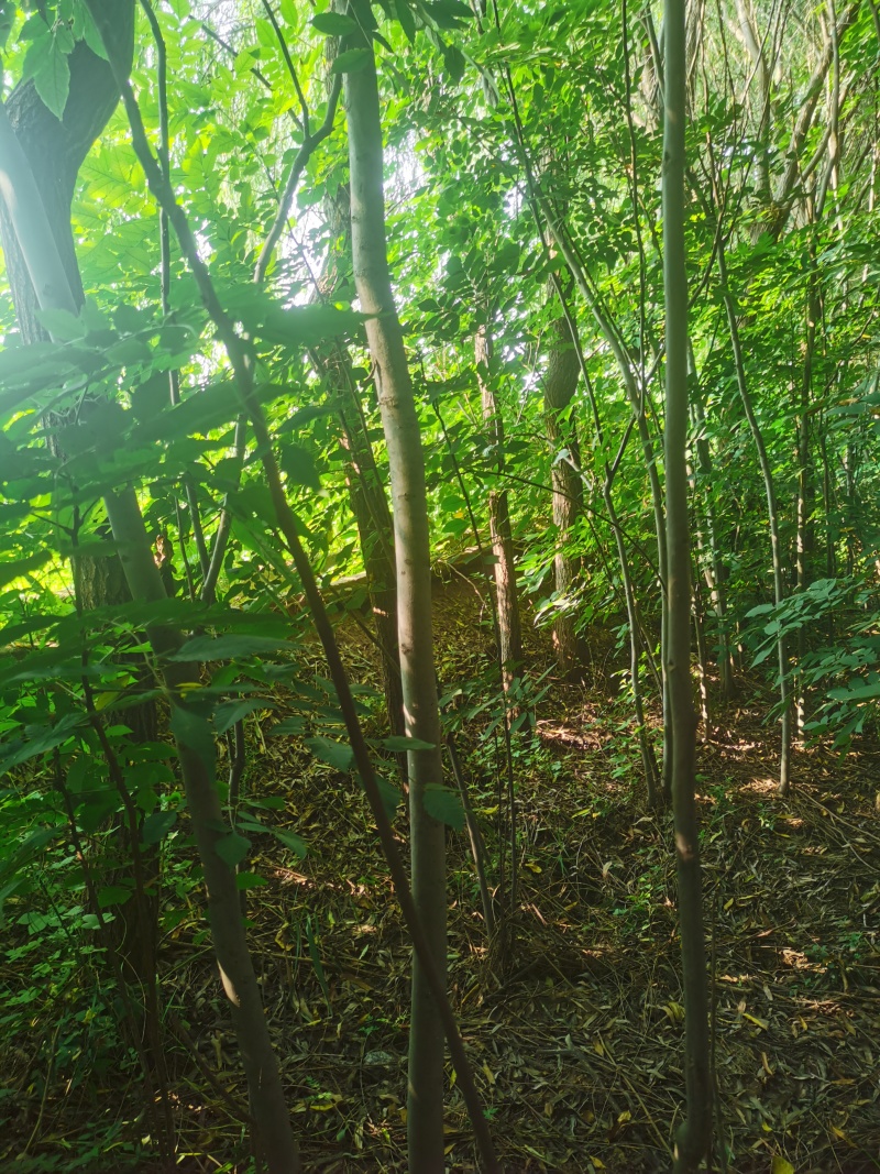 黄山栾（南栾）出售