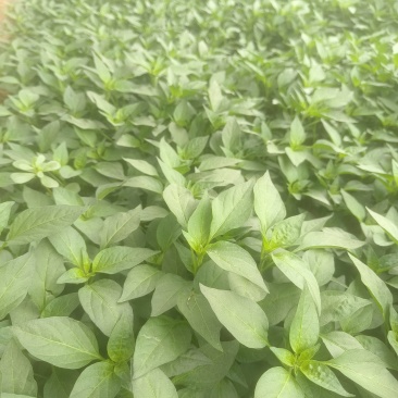 【精选苗】辣椒苗线椒苗黄皮薄皮线椒苗8号线椒抗旱抗病
