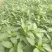 【精选苗】辣椒苗线椒苗黄皮薄皮线椒苗8号线椒抗旱抗病