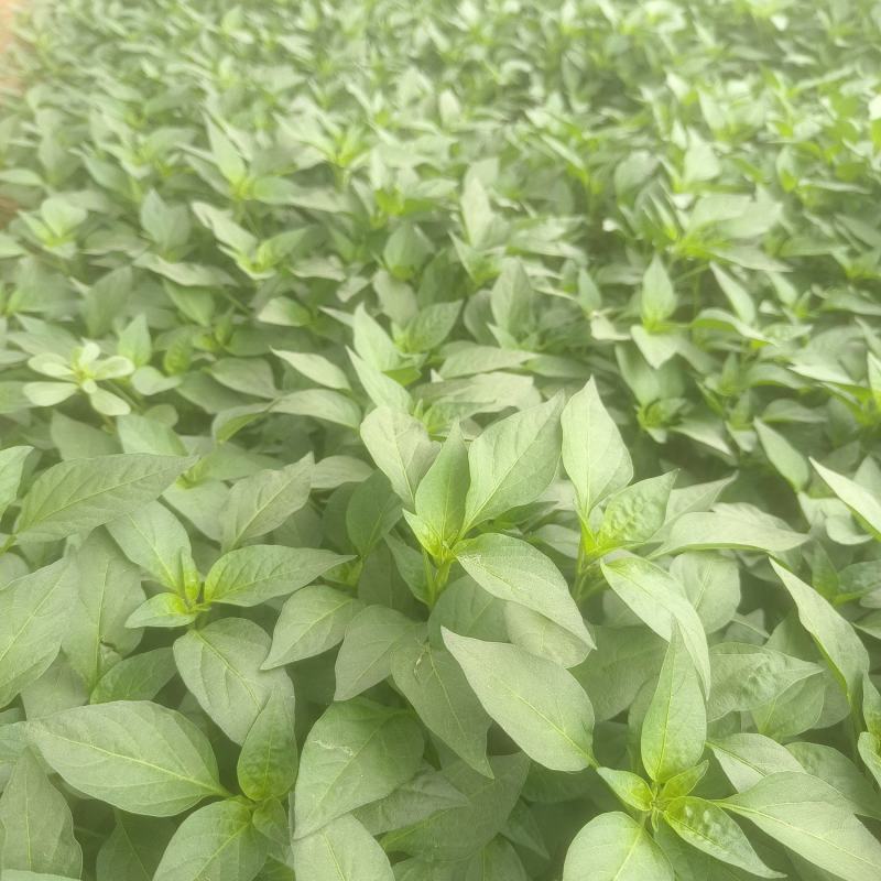 【精选苗】辣椒苗线椒苗黄皮薄皮线椒苗8号线椒抗旱抗病