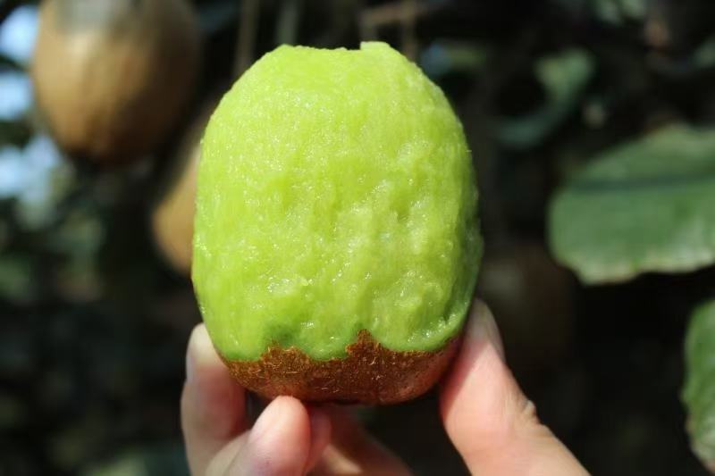 徐香猕猴桃与红阳、金艳猕猴桃对比图