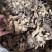 独活四川独活片正品无硫磺新货精选独活大片量大从优