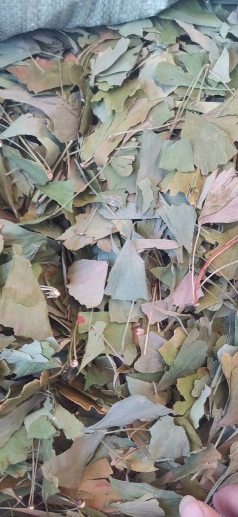 银杏叶，白果树叶，晒干货，颜色较青绿，暂无大货