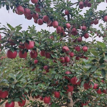 甘肃高原花牛苹果