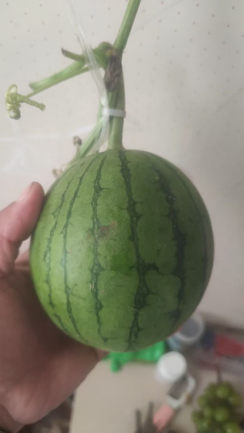 小糖丸西瓜，礼品小西瓜，西瓜，聊城礼品西瓜，甜王西瓜