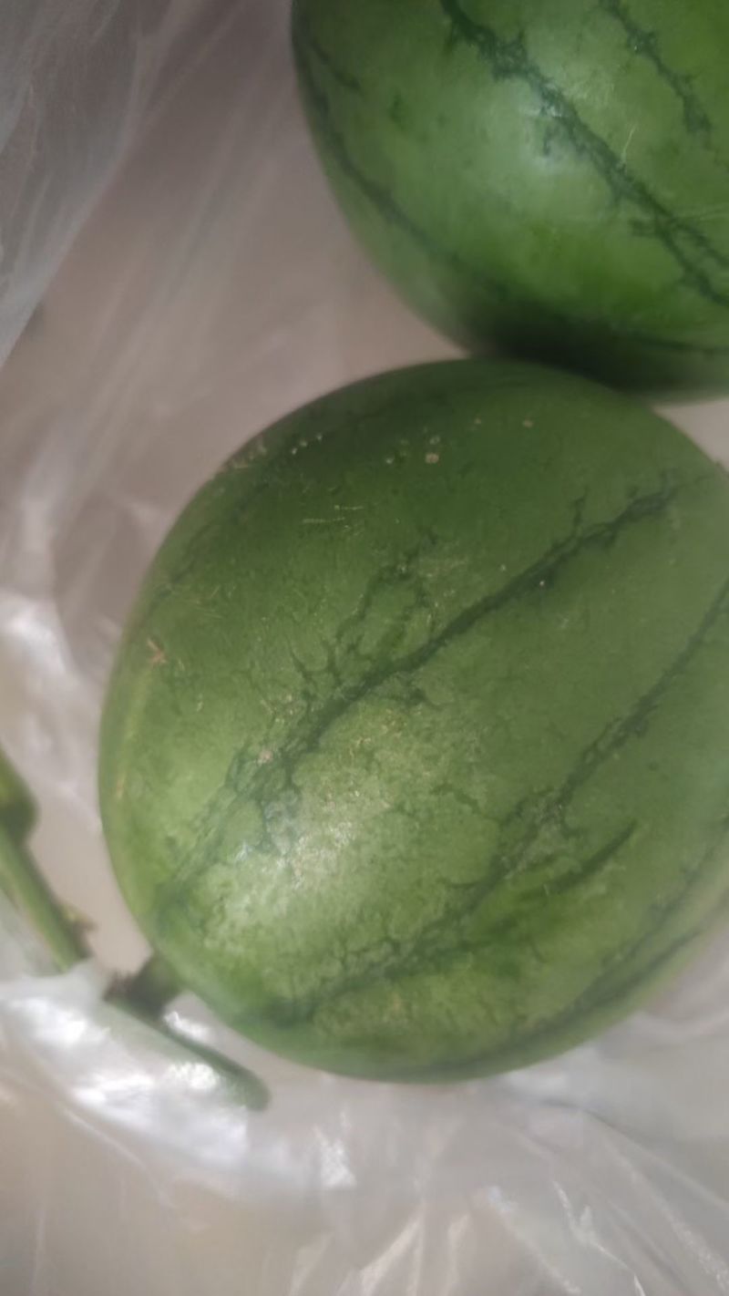 小糖丸西瓜，礼品小西瓜，西瓜，聊城礼品西瓜，甜王西瓜