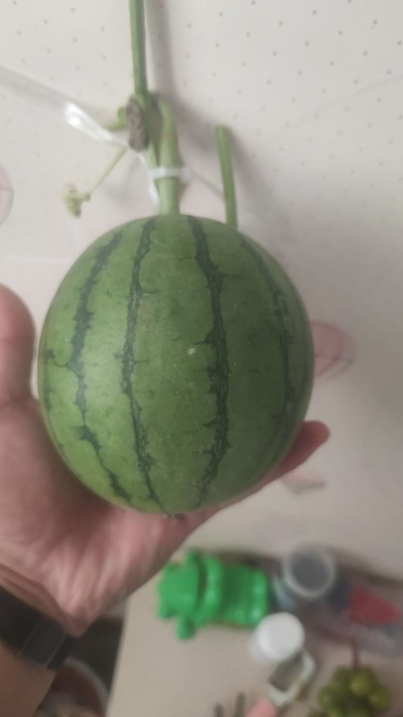 小糖丸西瓜，礼品小西瓜，西瓜，聊城礼品西瓜，甜王西瓜