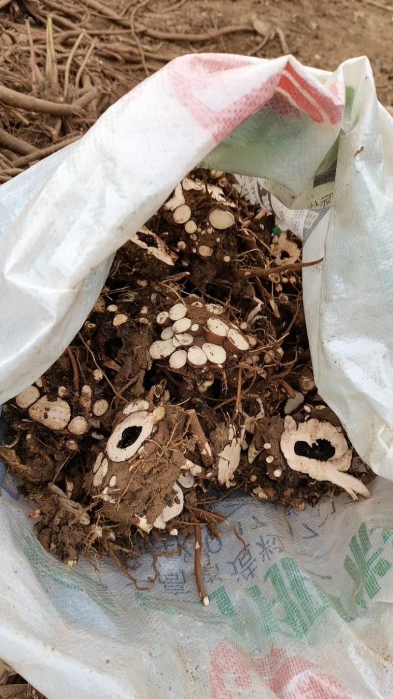 赤芍头3吨左右