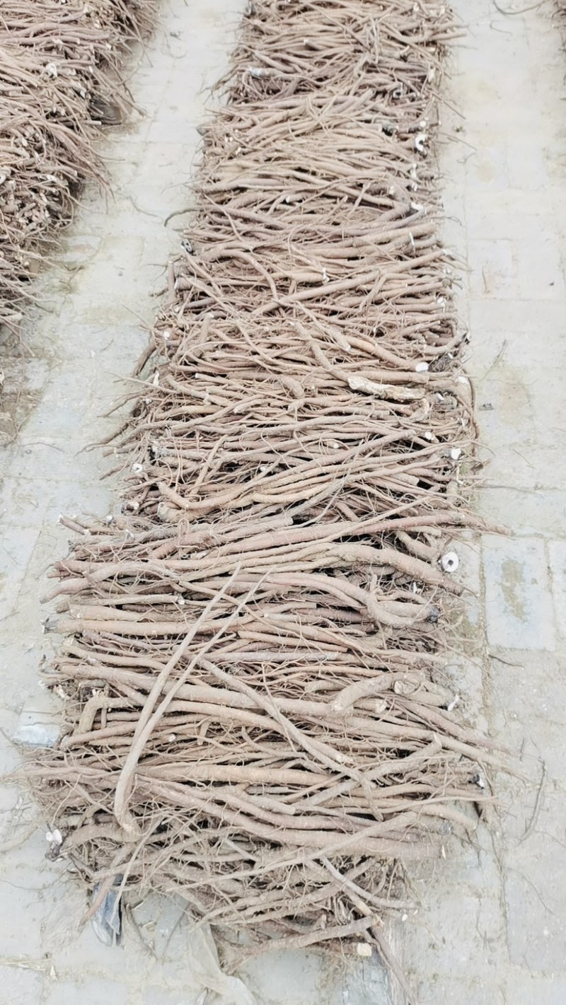 赤芍统货大量上架