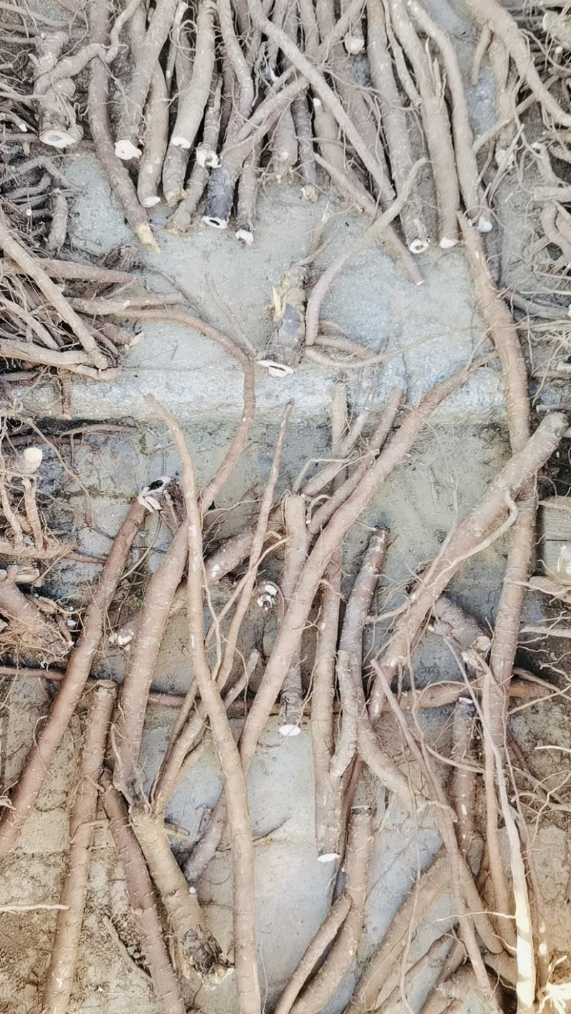 赤芍统货大量上架