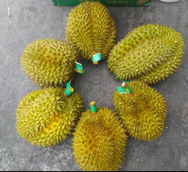 新鲜金黄色的金枕头榴莲果肉正在被打成顺滑果泥,背景为厨房操作台,光线柔和自然 金枕头榴莲果肉在白色瓷碗中被手持搅拌棒搅打成细腻果泥的过程