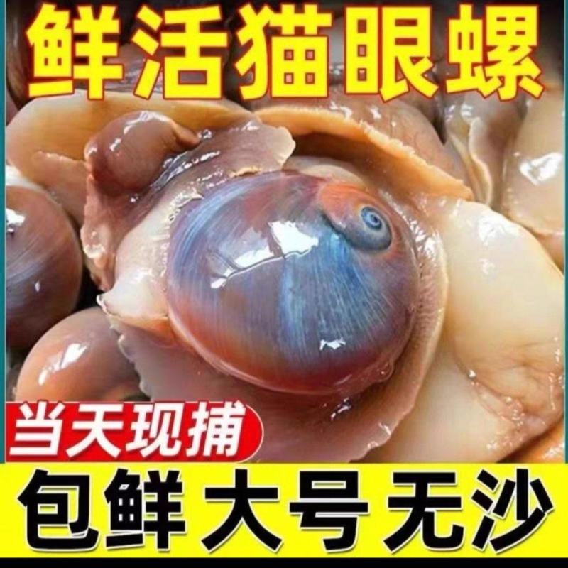 猫眼螺