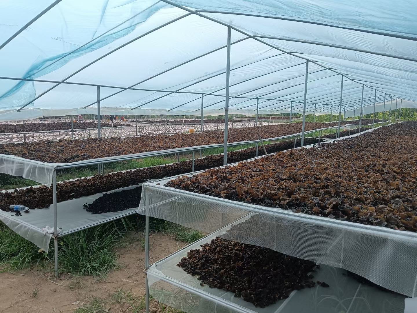 实验室场景中工作人员正在显微镜下检测木耳丝样本