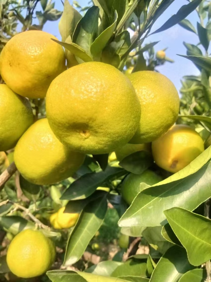 资中蜜橘特早蜜橘早熟蜜橘对接商超市场